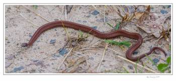 snake 1 copy.jpg